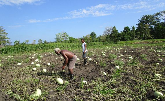 The valley of watermelons in Papua New Guinea