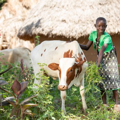 Donate a Cow as a Christmas Gift