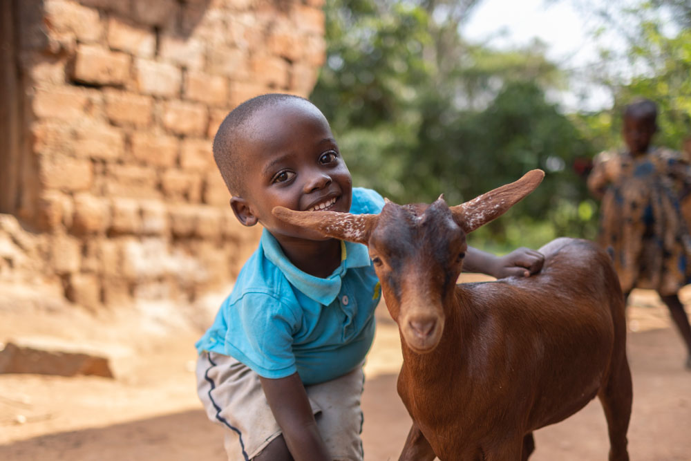 One dairy goat