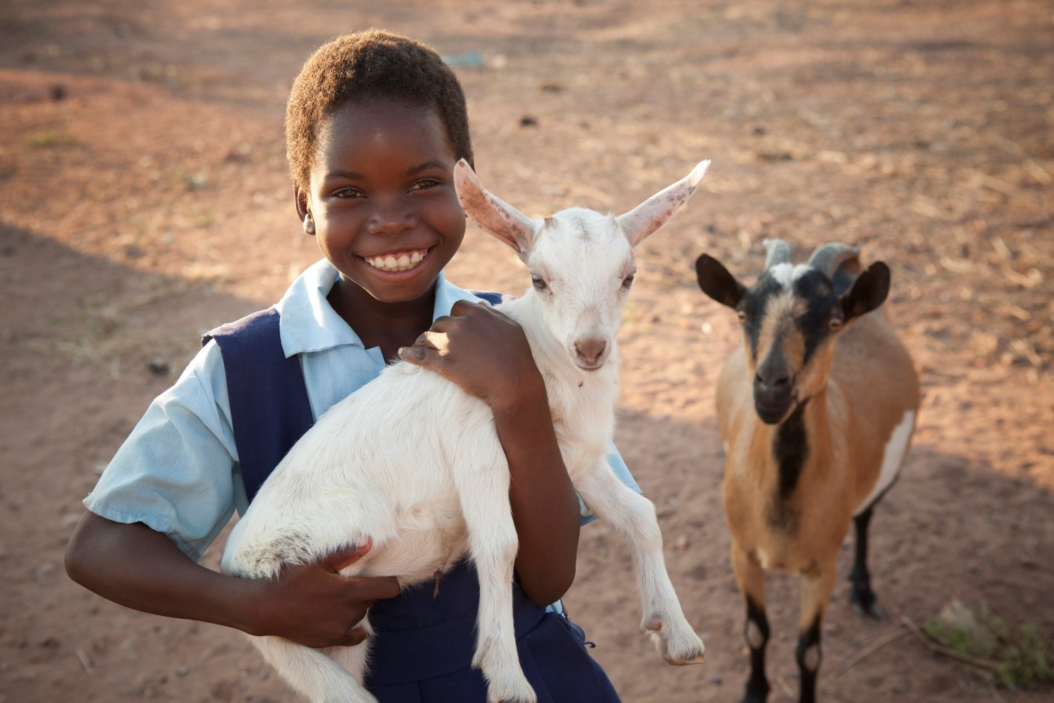 Goats help children in Zambia