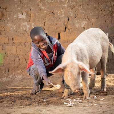 Donate a Goat or Chicken as a Christmas Gift