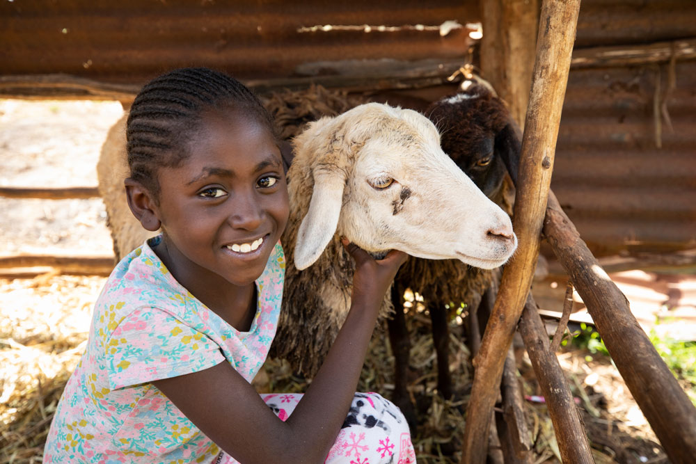 Donate Two Sheep | Animal Charity Gifts | ChildFund Australia